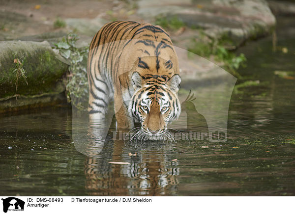 Amurtiger / Amur tiger / DMS-08493