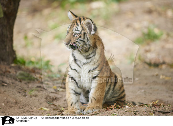 Amurtiger / Amur tiger / DMS-08495