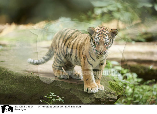 Amurtiger / Amur tiger / DMS-08564
