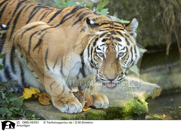 Amurtiger / Amur tiger / DMS-08593