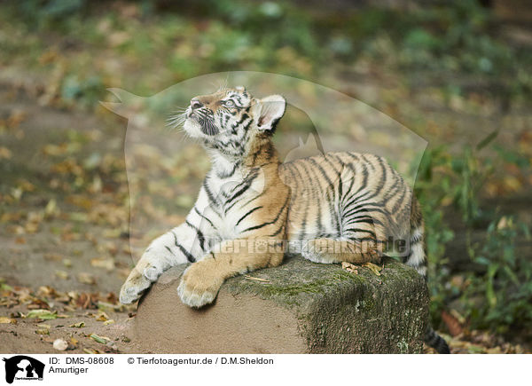 Amurtiger / Amur tiger / DMS-08608