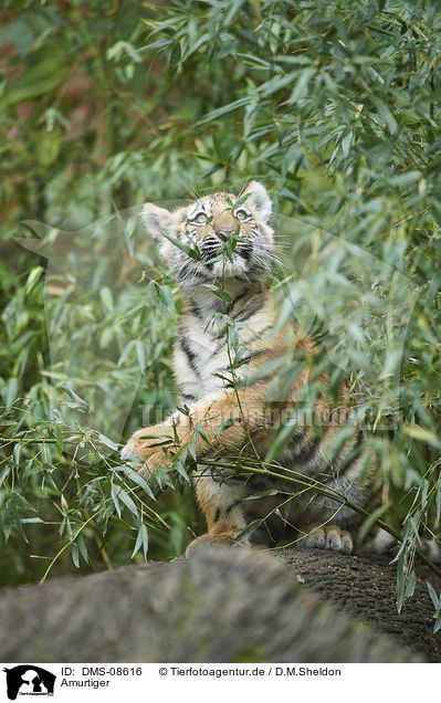 Amurtiger / Amur tiger / DMS-08616