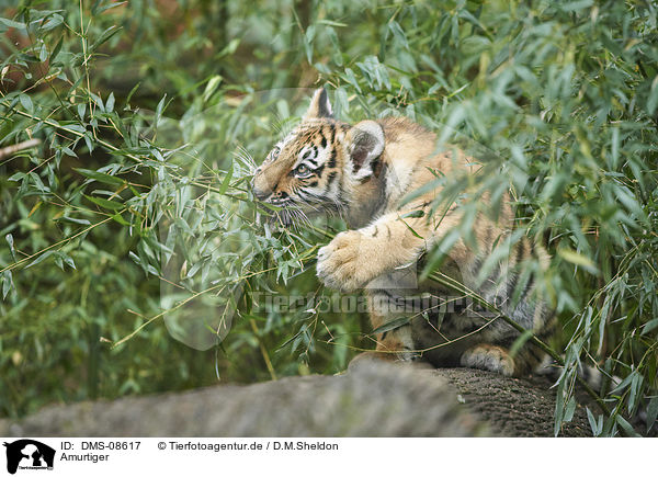 Amurtiger / Amur tiger / DMS-08617