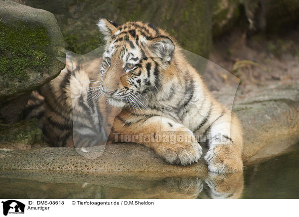 Amurtiger / Siberian Tiger / DMS-08618