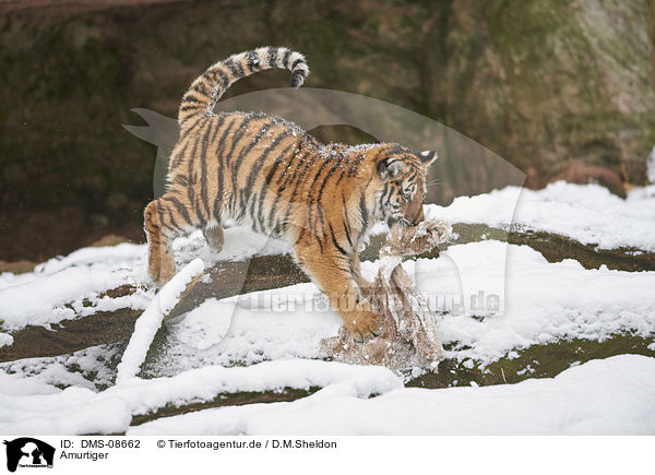 Amurtiger / Siberian Tiger / DMS-08662