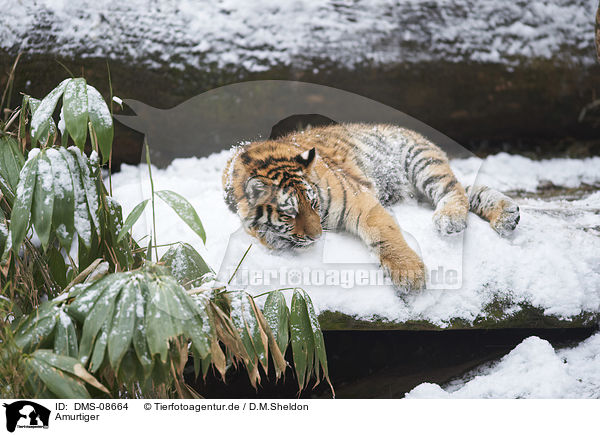 Amurtiger / Siberian Tiger / DMS-08664