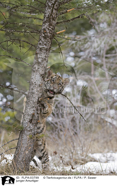 junger Amurtiger / young Siberian tiger / FLPA-03799