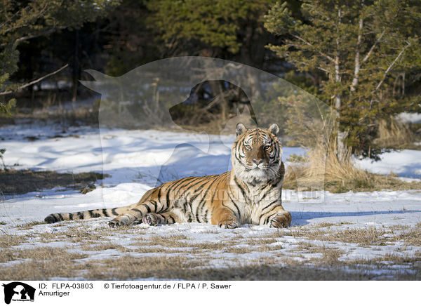 Amurtiger / Siberian tiger / FLPA-03803