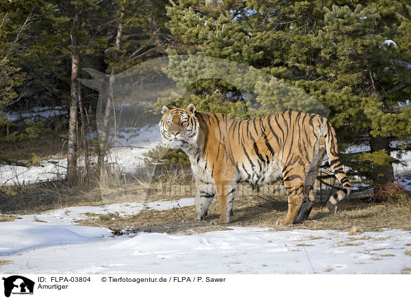 Amurtiger / Siberian tiger / FLPA-03804