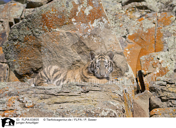 junger Amurtiger / young Siberian tiger / FLPA-03805
