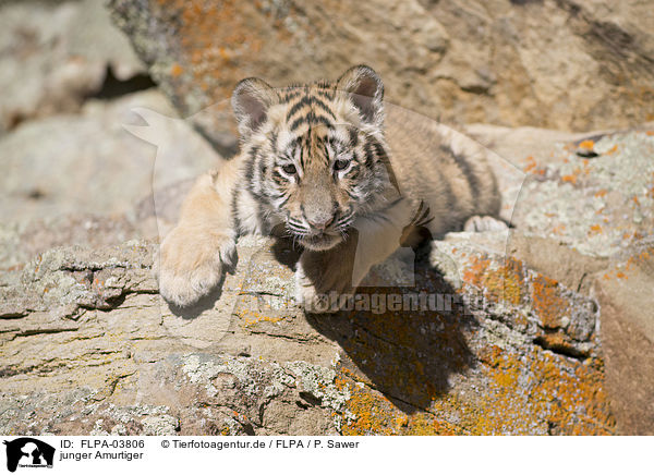 junger Amurtiger / young Siberian tiger / FLPA-03806