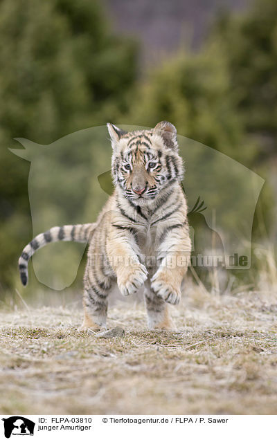 junger Amurtiger / young Siberian tiger / FLPA-03810