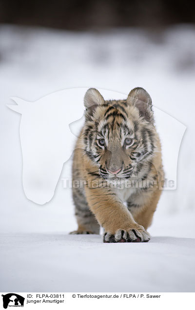 junger Amurtiger / young Siberian tiger / FLPA-03811