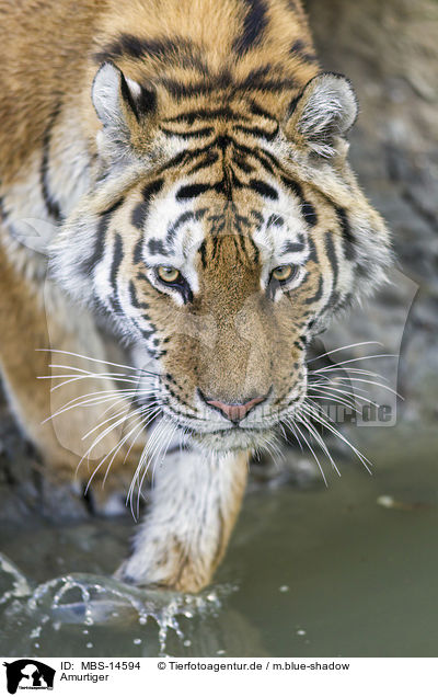 Amurtiger / Siberian tiger / MBS-14594