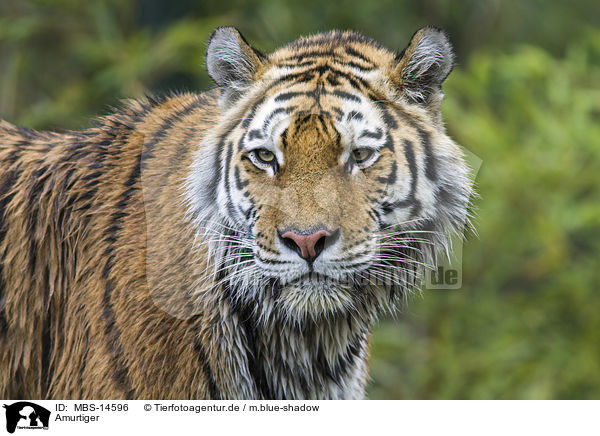 Amurtiger / Siberian tiger / MBS-14596