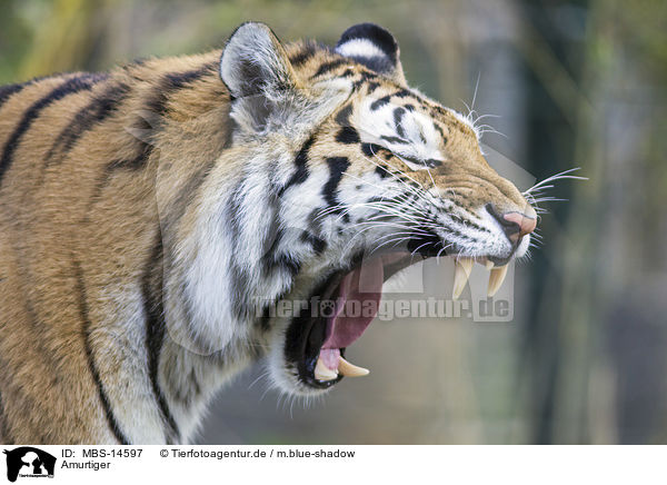 Amurtiger / Siberian tiger / MBS-14597
