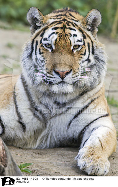 Amurtiger / Siberian tiger / MBS-14598
