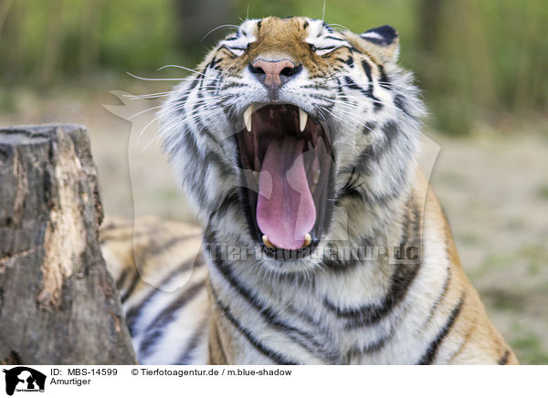 Amurtiger / Siberian tiger / MBS-14599