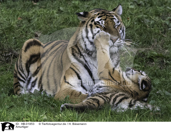 Amurtiger / Amur tiger / HB-01853