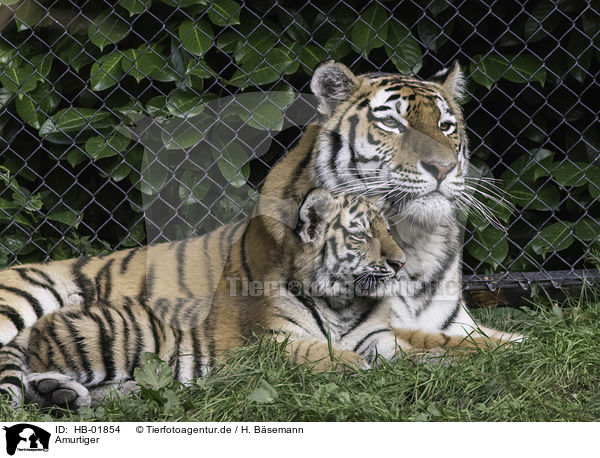 Amurtiger / Amur tiger / HB-01854