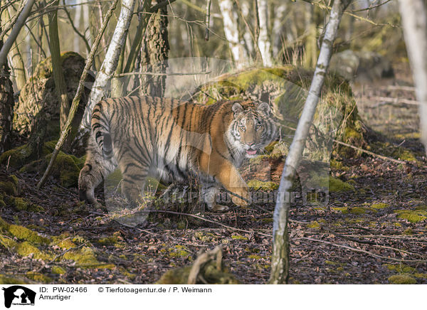 Amurtiger / Siberian Tiger / PW-02466