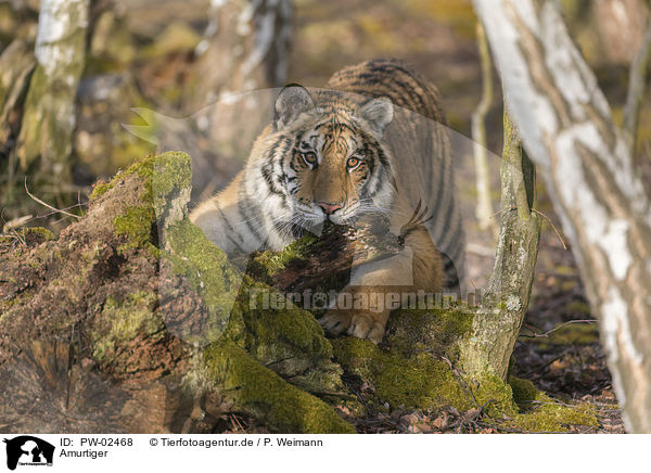 Amurtiger / PW-02468