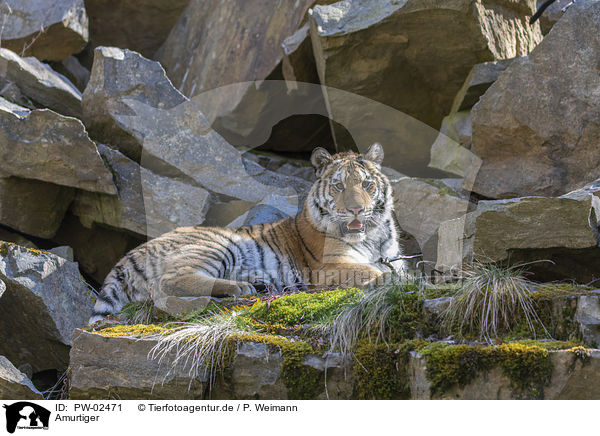 Amurtiger / Siberian Tiger / PW-02471