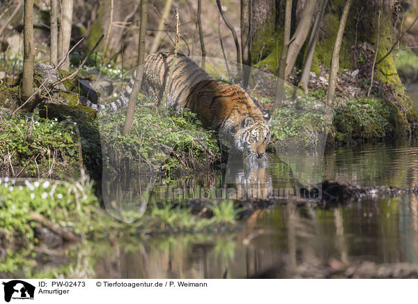 Amurtiger / Siberian Tiger / PW-02473