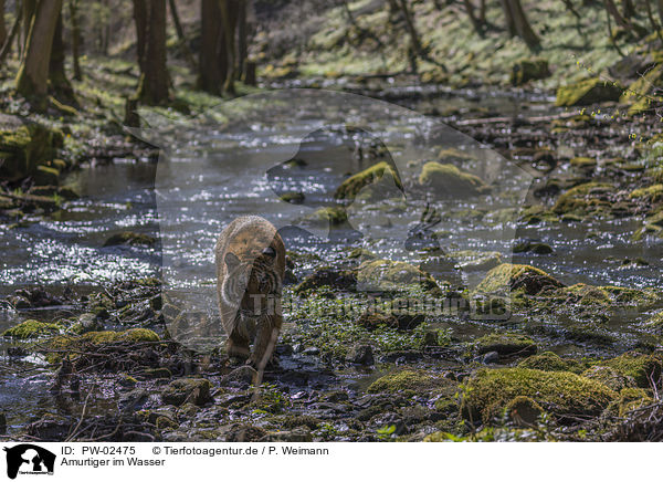 Amurtiger im Wasser / Amur Tiger in the water / PW-02475