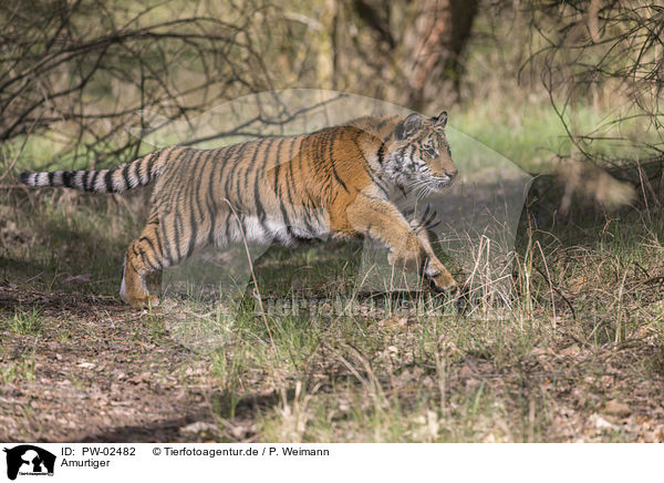 Amurtiger / Siberian Tiger / PW-02482