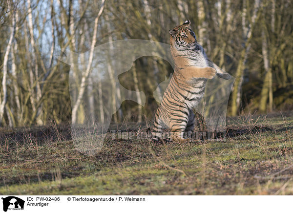 Amurtiger / Siberian Tiger / PW-02486