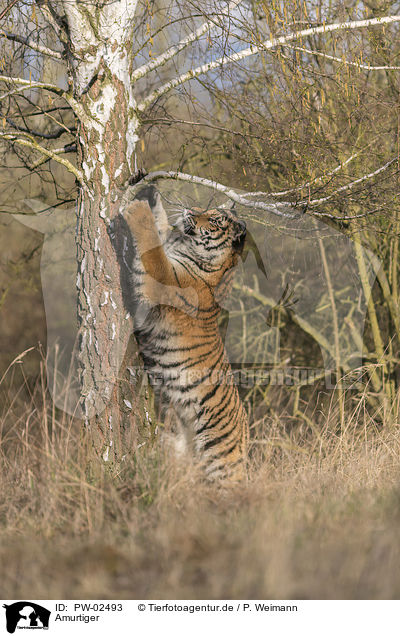 Amurtiger / Siberian Tiger / PW-02493