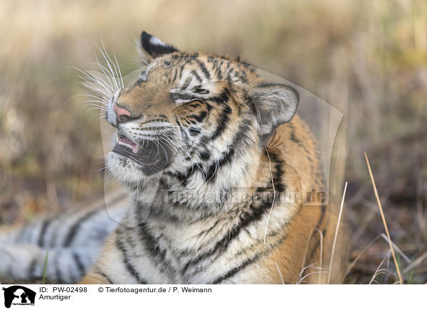 Amurtiger / PW-02498