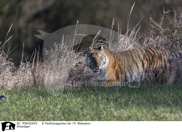 Amurtiger / Siberian Tiger / PW-02503