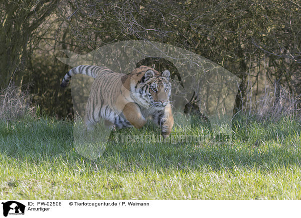 Amurtiger / Siberian Tiger / PW-02506