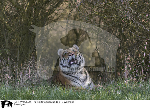 Amurtiger / Siberian Tiger / PW-02509