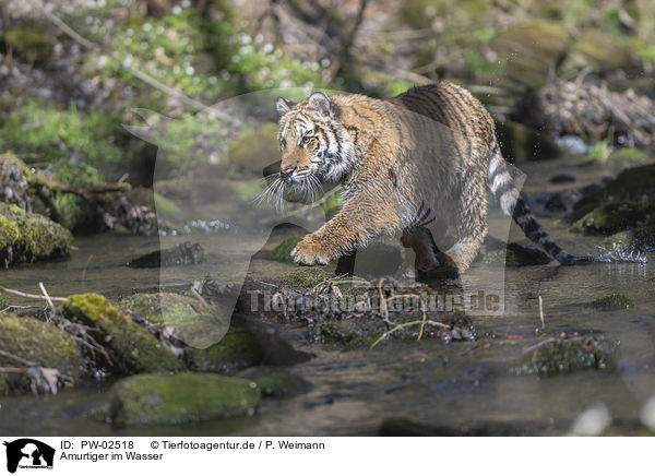 Amurtiger im Wasser / Amur Tiger in the water / PW-02518