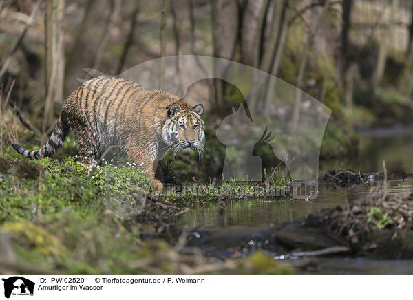 Amurtiger im Wasser / Amur Tiger in the water / PW-02520