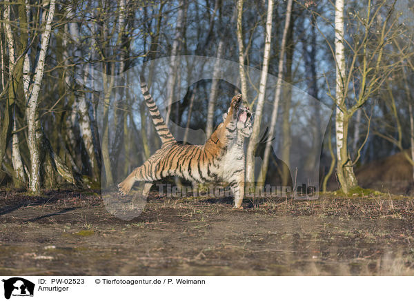Amurtiger / Siberian Tiger / PW-02523