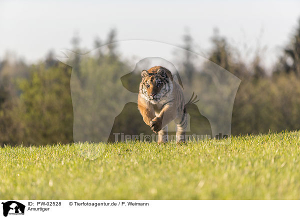 Amurtiger / Siberian Tiger / PW-02528