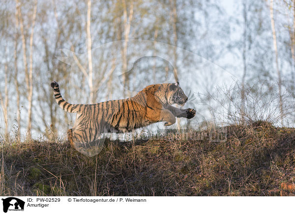 Amurtiger / Siberian Tiger / PW-02529