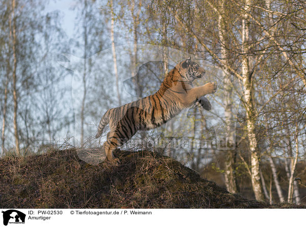Amurtiger / Siberian Tiger / PW-02530