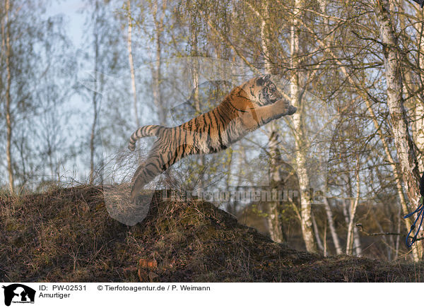 Amurtiger / Siberian Tiger / PW-02531