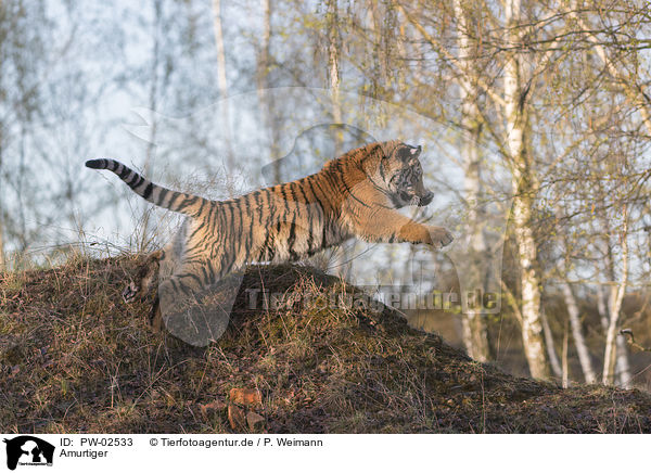 Amurtiger / PW-02533