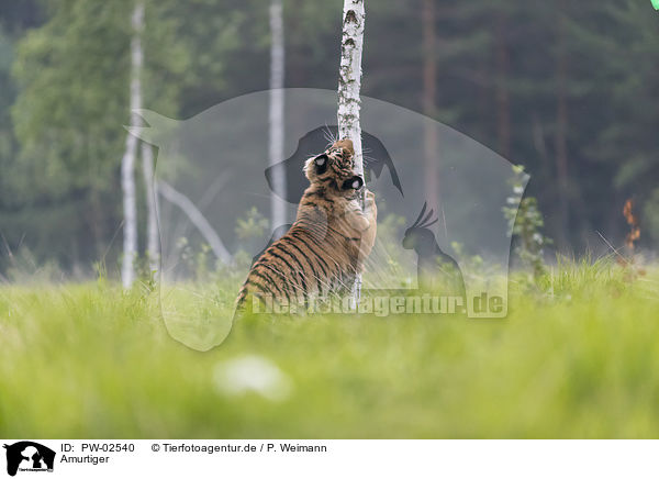 Amurtiger / Siberian Tiger / PW-02540