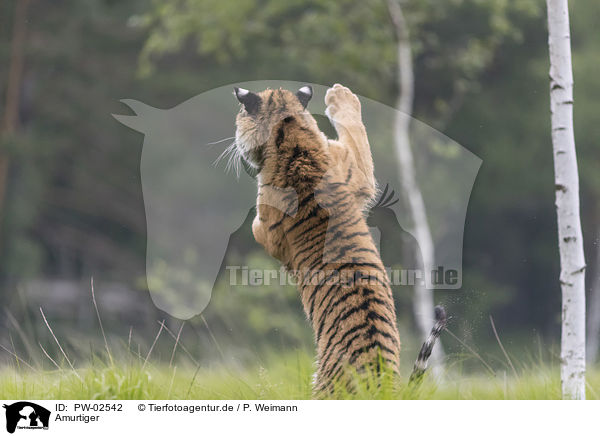 Amurtiger / Siberian Tiger / PW-02542