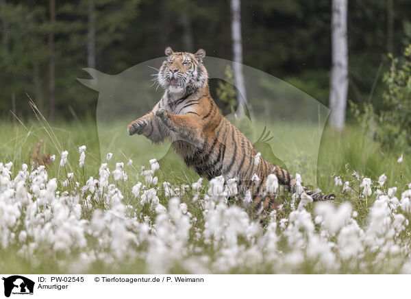 Amurtiger / Siberian Tiger / PW-02545
