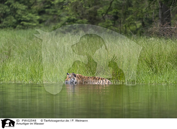 Amurtiger im Wasser / Amur Tiger in the water / PW-02548