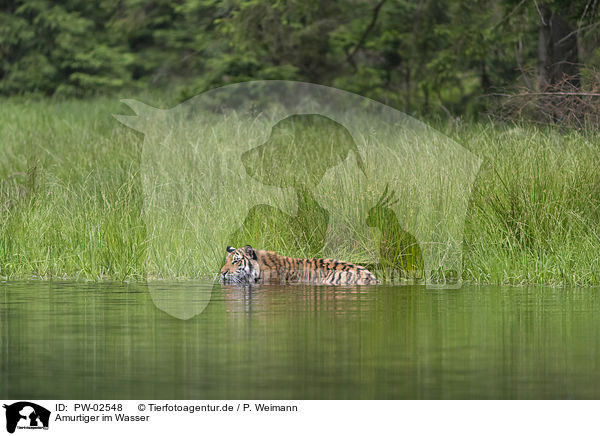 Amurtiger im Wasser / PW-02548