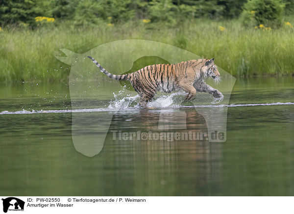 Amurtiger im Wasser / Amur Tiger in the water / PW-02550